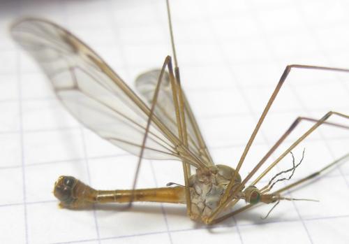 Tipula alpina